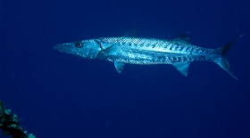 MediaEarth - Bahamas 2017 - DSC02326_rc - Barracuda - Sphyraena barracuda